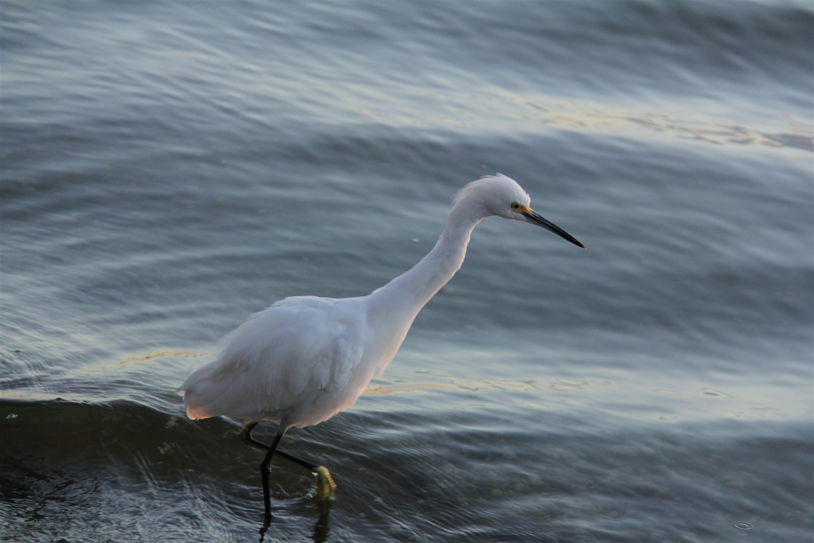 Garça branca na beira da Lagoa da Conceição